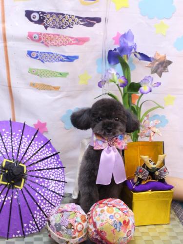 20240502ラテちゃん